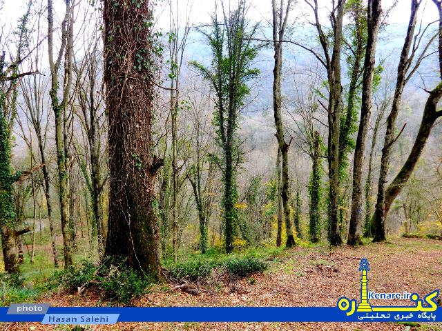 salehi8272341