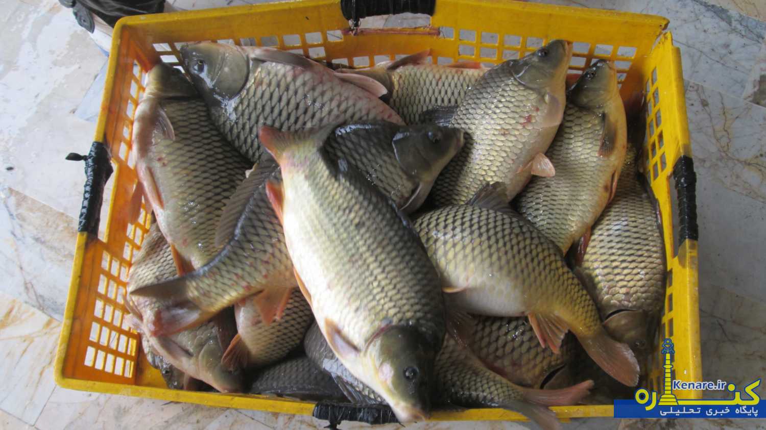 mahi555556 1