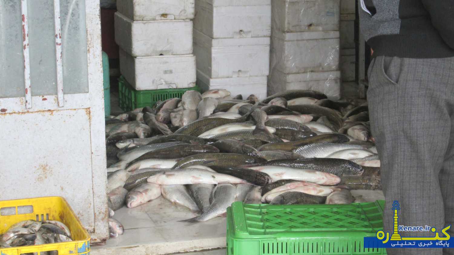 mahi555556 1