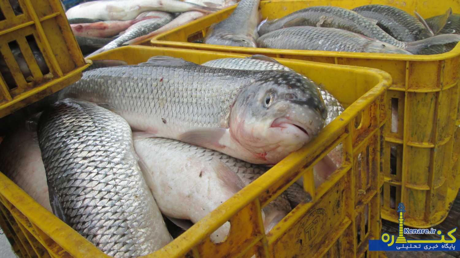 mahi555556 1