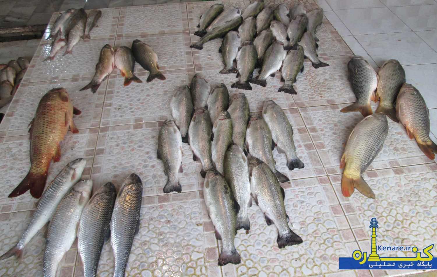 mahi555556 1
