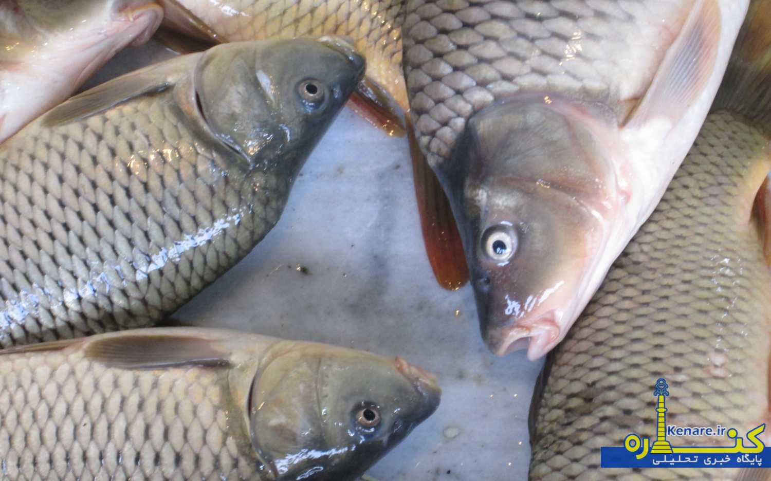 mahi555556 1