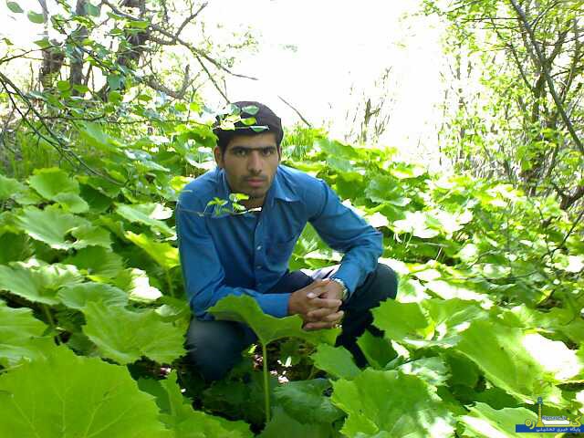 mehdisalikandeh756334 1